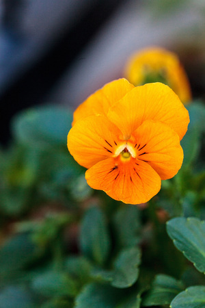 Colorful pansy flower known as Viola tricolor var. hortensis blooms in a botanical garden on a green backgroundの写真素材