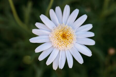 White button daisy blooms in a botanical garden in spring