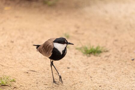 Spur-winged lapwing bird called Vanellus spinosus is found in Ethiopiaの写真素材