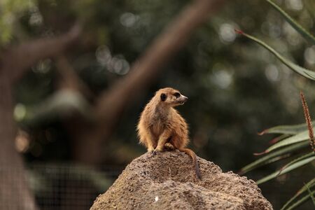 Meerkat , Suricata suricatta, on a large rock, on the lookout for predators or food.