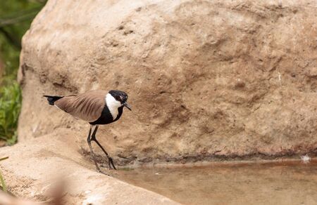 Spur-winged lapwing bird called Vanellus spinosus is found in Ethiopia