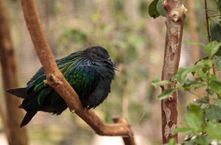 Nicobar pigeon called Caloenas nicobarica is found in New Guinea, Nicobar and Luzon.