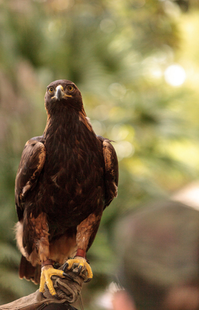 Golden eagle Aquila chrysaetos with bright eyes and a sharp beak that can be seen in a bird of prey.