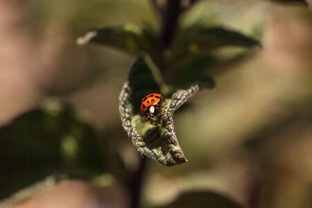Red and black ladybug Coccinella septempunctata on a leafの写真素材