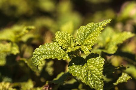 Lemon verbena herb called Aloysia triphylla grows in an organic garden in spring.の写真素材