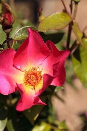 Pink red tea rose blooms in a botanical garden in springの写真素材