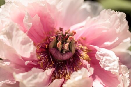 Pink flower on a peony tree called Paeonia suffruticosa in a botanical garden in springの写真素材