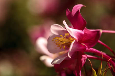 Pink Aquilegia flowers called Columbine bloom in spring in a botanical gardenの写真素材