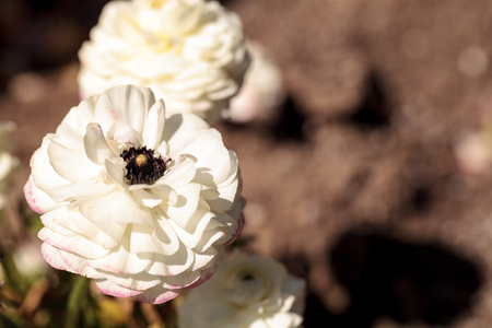 Ranunculus flower premier bi color mix blooms in a garden in spring
