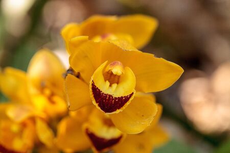 Yellow cymbidium orchid flower blooms in a tropical botanical garden in spring
