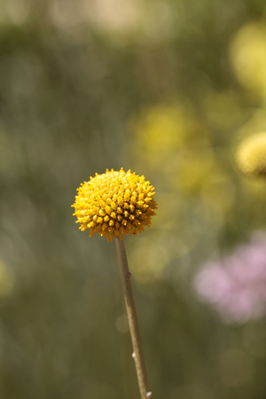 Yellow Craspedia Billy balls flower blooms in a botanical garden in springの写真素材