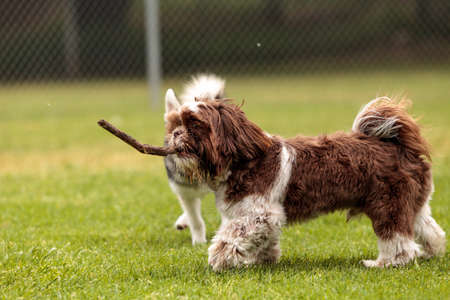 Lhasa Apso dog mix plays with a stick in a dog park in summer.の写真素材