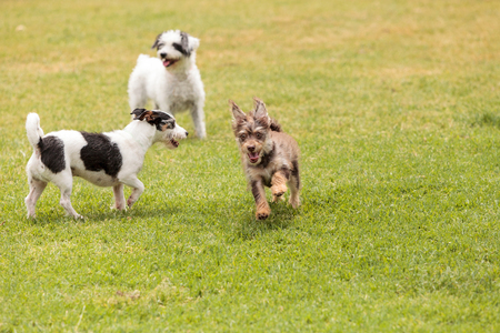 Group of terrier dog mixes play in a dog park in summer.の写真素材