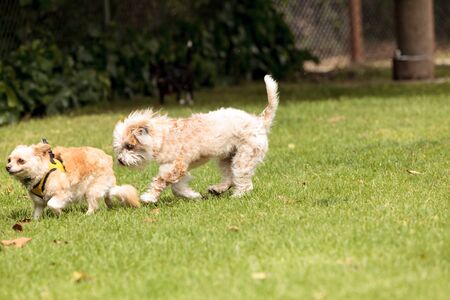Terrier dog mix plays in a dog park in summer.