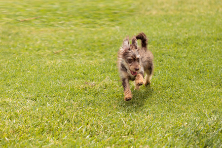 Terrier dog mix plays in a dog park in summer.の写真素材