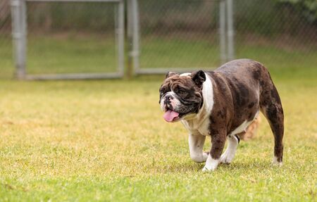 Brindle bulldog mix plays in a dog park in summer.の写真素材