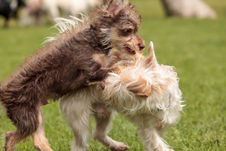 Group of terrier dog mixes play in a dog park in summer.の写真素材