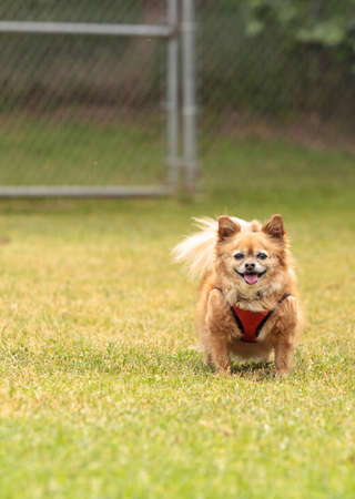 Chihuahua dog mix plays in a dog park in summer.の写真素材