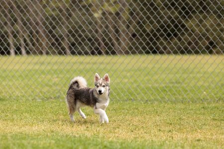 Siberian husky dog mix plays in a dog park in summer.の写真素材
