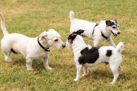 Group of terrier dog mixes play in a dog park in summer.