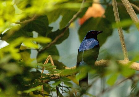 Asian Fairy bluebird, Irena puella, is found in Malaysia and the Philippinesの写真素材