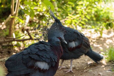 Victoria crowned pigeon called Goura victoria is found in Northern New Guineaの写真素材