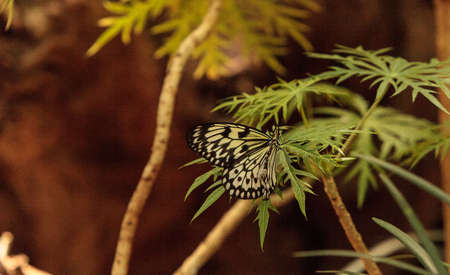 Paper kite butterfly, Idea leuconoe, in a botanical garden in springの写真素材