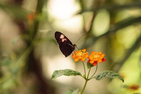 Pink rose swallowtail butterfly, Pachliopta kotzebuea, in a spring gardenの写真素材
