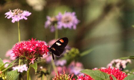 Pink rose swallowtail butterfly, Pachliopta kotzebuea, in a spring garden