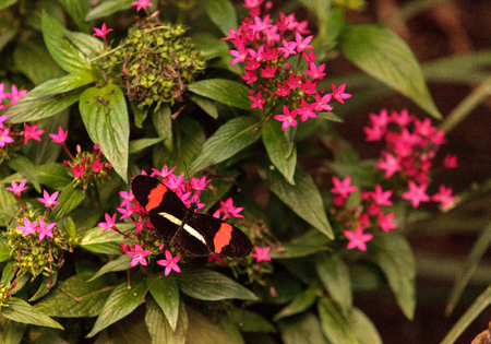 Postman butterfly, Heliconius melpomene, in a botanical garden in spring