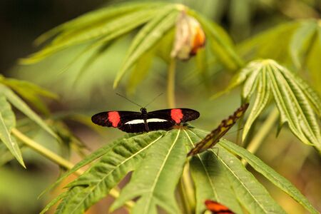 Postman butterfly, Heliconius melpomene, in a botanical garden in springの写真素材
