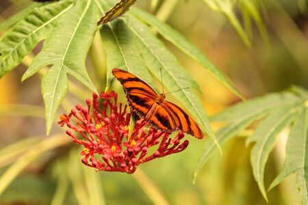 Tiger longwing butterfly, Heliconius hecale, in a botanical garden in springの写真素材