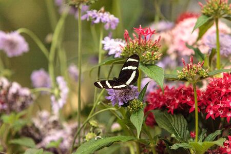 Zebra longwing butterfly, Heliconius charitonius, in a botanical garden in spring