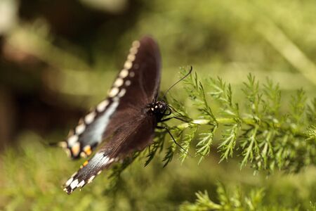 Spicebush swallowtail butterfly, Pterourus troilus, in a garden in springの写真素材