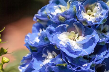 Blue larkspur flower called Delphinium in a botanical garden blooming in springの写真素材