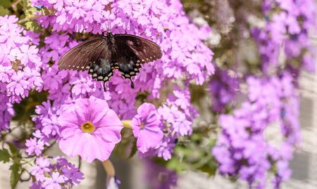Spicebush swallowtail butterfly, Pterourus troilus, in a garden in springの写真素材