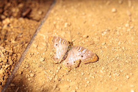White peacock butterfly, Anartia jatrophae, in a garden in springの写真素材