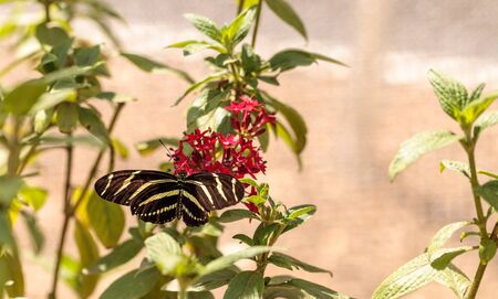 Zebra Longwing butterfly, Heliconius charithonia, in a botanical garden in springの写真素材