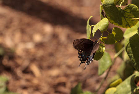 Pipevine swallowtail butterfly, Battus philenor, in a garden in springの写真素材