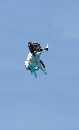 Border collie jumps with a toy in a pool in summer.の写真素材