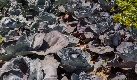 Fresh ripe red cabbage grows on a small organic farm in a Southern California garden.の写真素材
