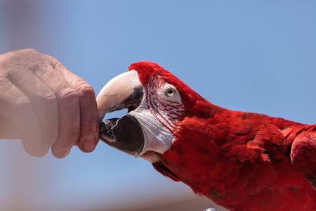 Green wing Macaw parrot bird Ara chloropterus with red, green and blue feathersの写真素材
