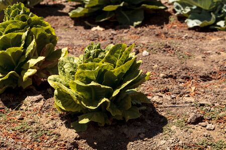 Fresh ripe romaine lettuce grows on a small organic farm in Southern Californiaの写真素材