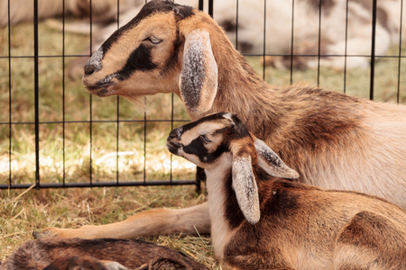 Mother and baby Nigerian dwarf goat on a small farm.の写真素材