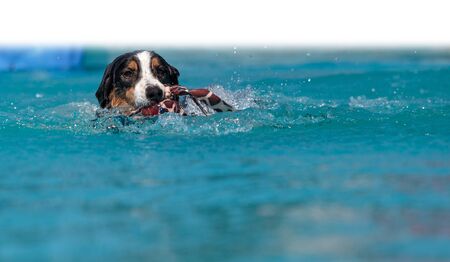 Border collie swims with a toy in a pool in summer.
