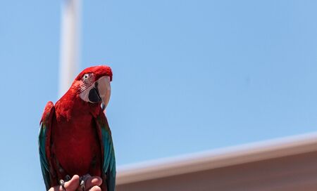 Green wing Macaw parrot bird Ara chloropterus with red, green and blue feathersの写真素材