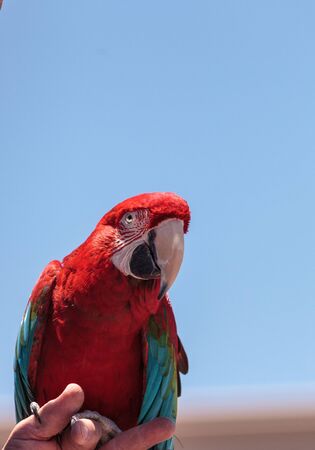 Green wing Macaw parrot bird Ara chloropterus with red, green and blue feathers