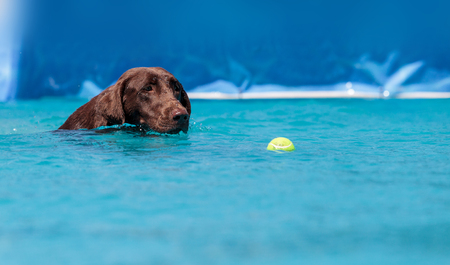 Chocolate Labrador retriever swims with a toy and plays in a pool in summer.の写真素材