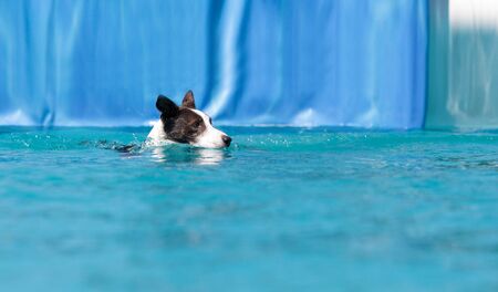 Border collie swims with a toy in a pool in summer.の写真素材