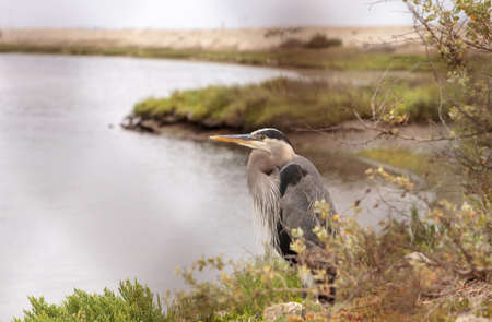 Great blue heron bird, Ardea herodias, in the wild, foraging in a lake in Huntington Beach,...